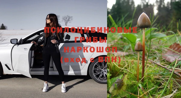 прущие грибы Медвежьегорск