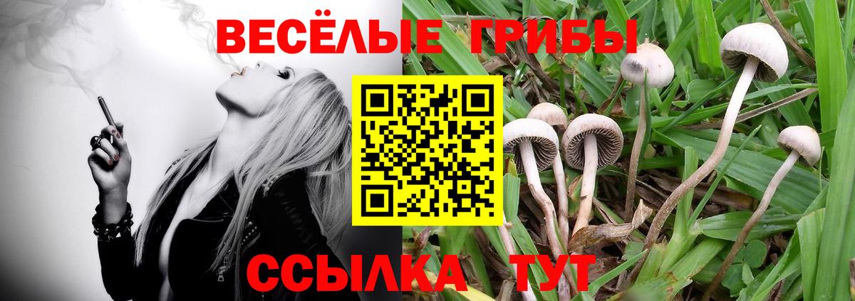 Псилоцибиновые грибы GOLDEN TEACHER  Балашиха  Псилоцибиновые грибы мицелий 